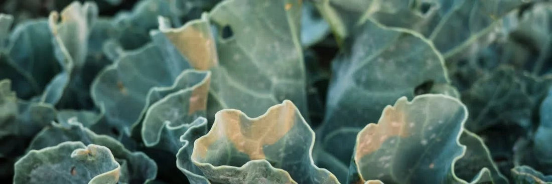 Le Seakale, trésor caché des fonds marins - HEVOE