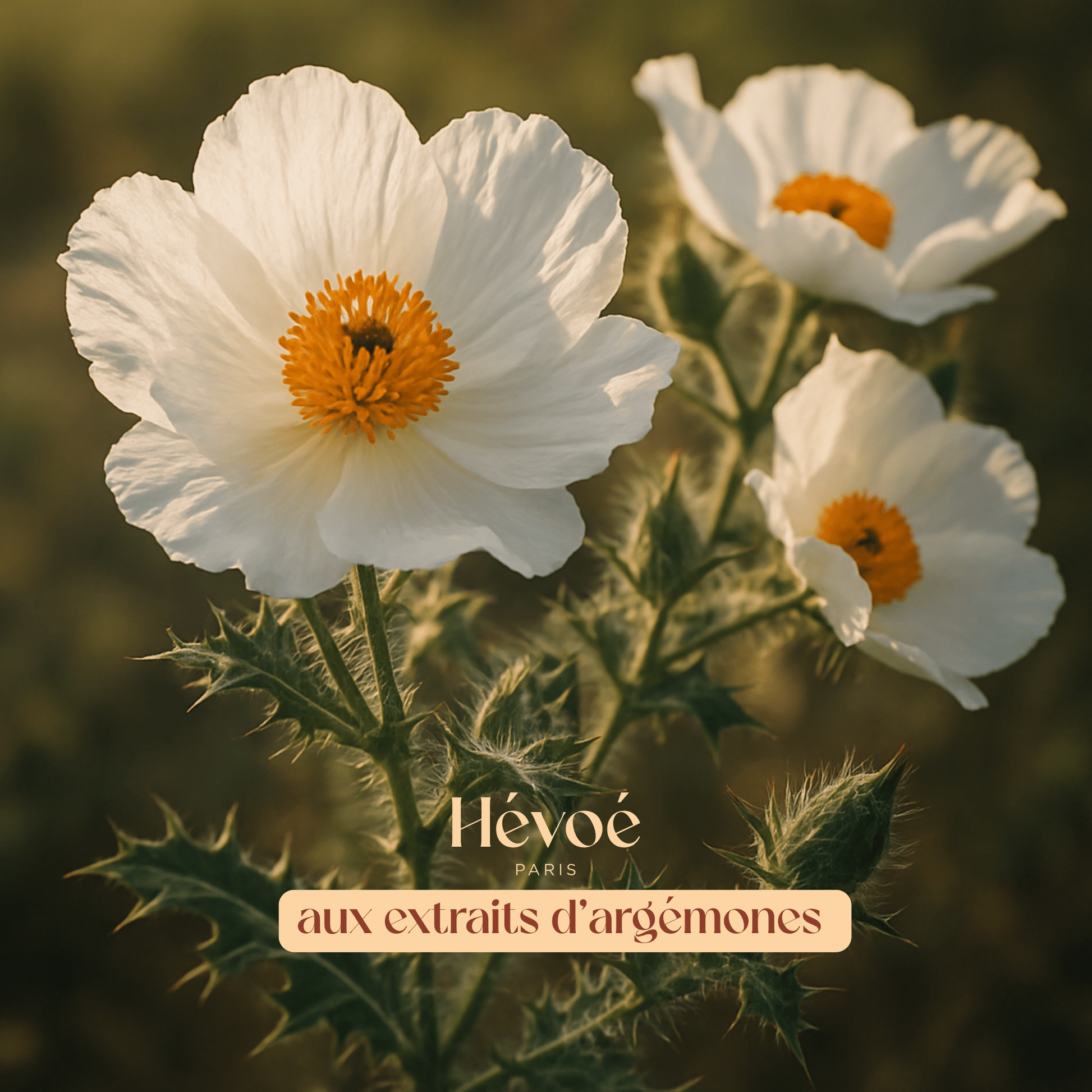 Masque Régénérant Hévoé – Répare, repulpe et illumine la peau - HEVOE