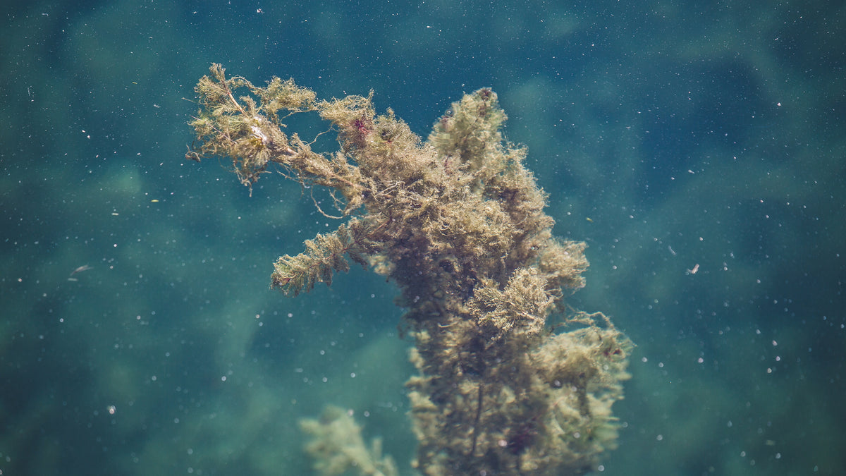 Algues marines dans l'eau, actif de la Crème Nettoyante Hévoé