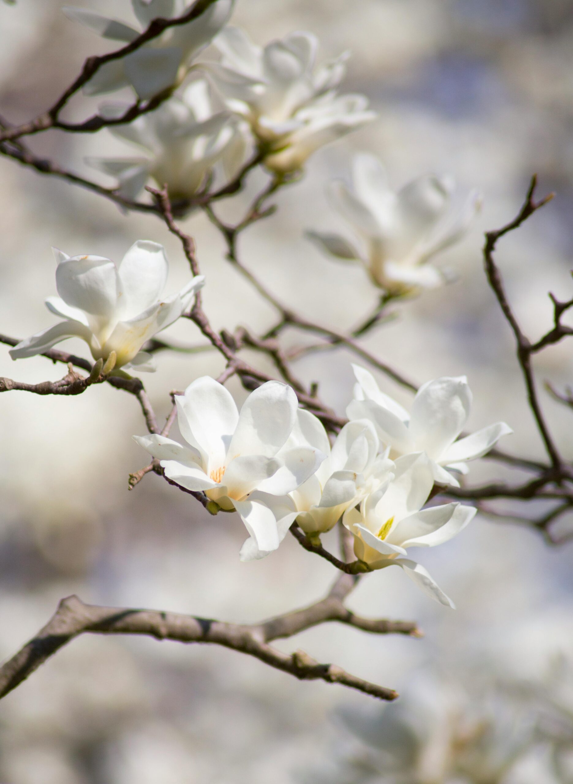 Fleurs blanches sérum intégral