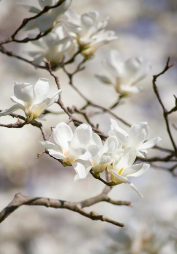 Fleurs blanches sérum intégral